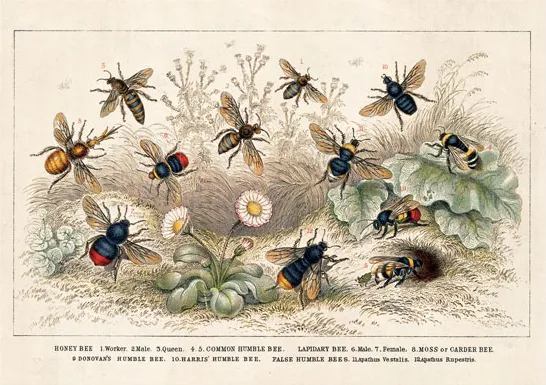 Honey Bee - Greeting card