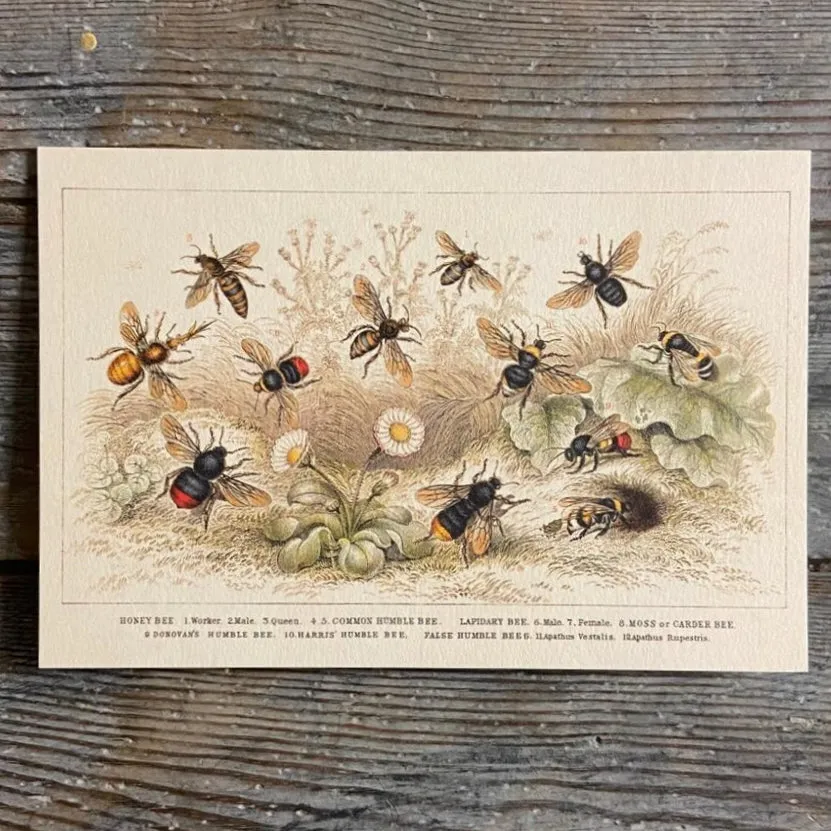 Honey Bee - Greeting card