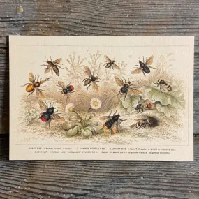 Honey Bee - Greeting card